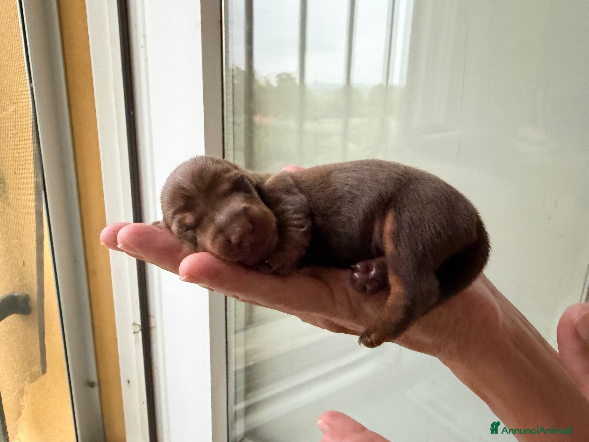 Bassotto Nano cani Bassotto tedesco nano pelo corto choco e neri - Annuncio 8