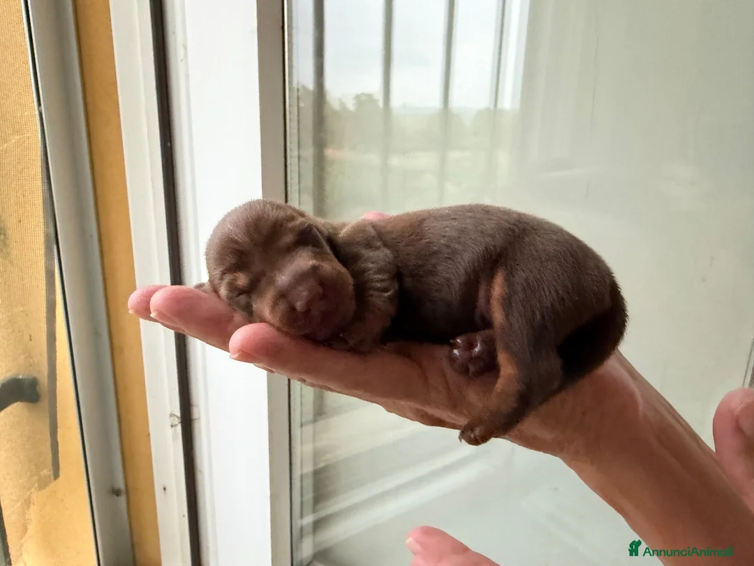 Bassotto Nano cani in vendita: Bassotto tedesco nano pelo corto choco e neri - Annuncio 1