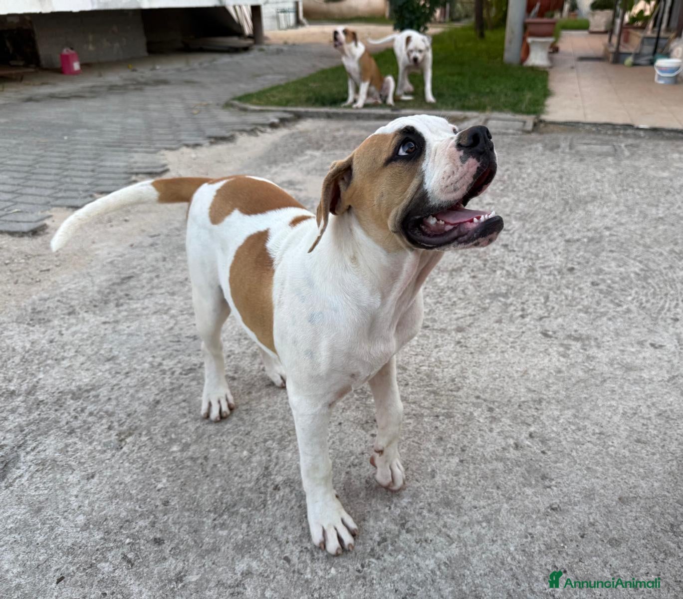 Bulldog cani Cucciolo American bulldog  - Annuncio 2