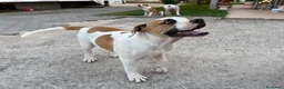 Bulldog cani in vendita: Cucciolo American bulldog  - Annuncio 2