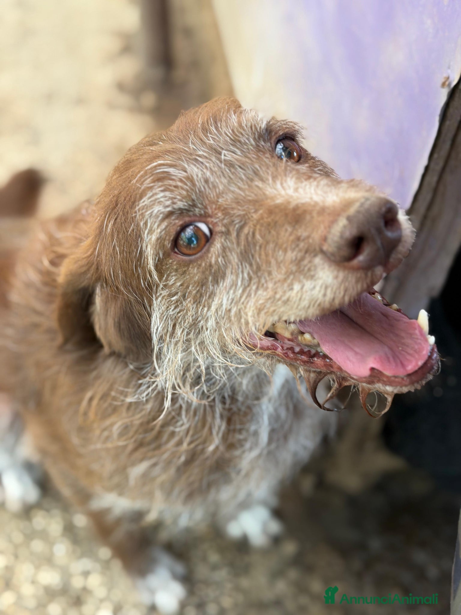 Meticcio cani Dolcissimo cagnolino! Taglia medio piccola  - Annuncio 3