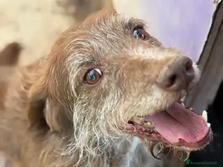 Meticcio cani Dolcissimo cagnolino! Taglia medio piccola - Annuncio 3