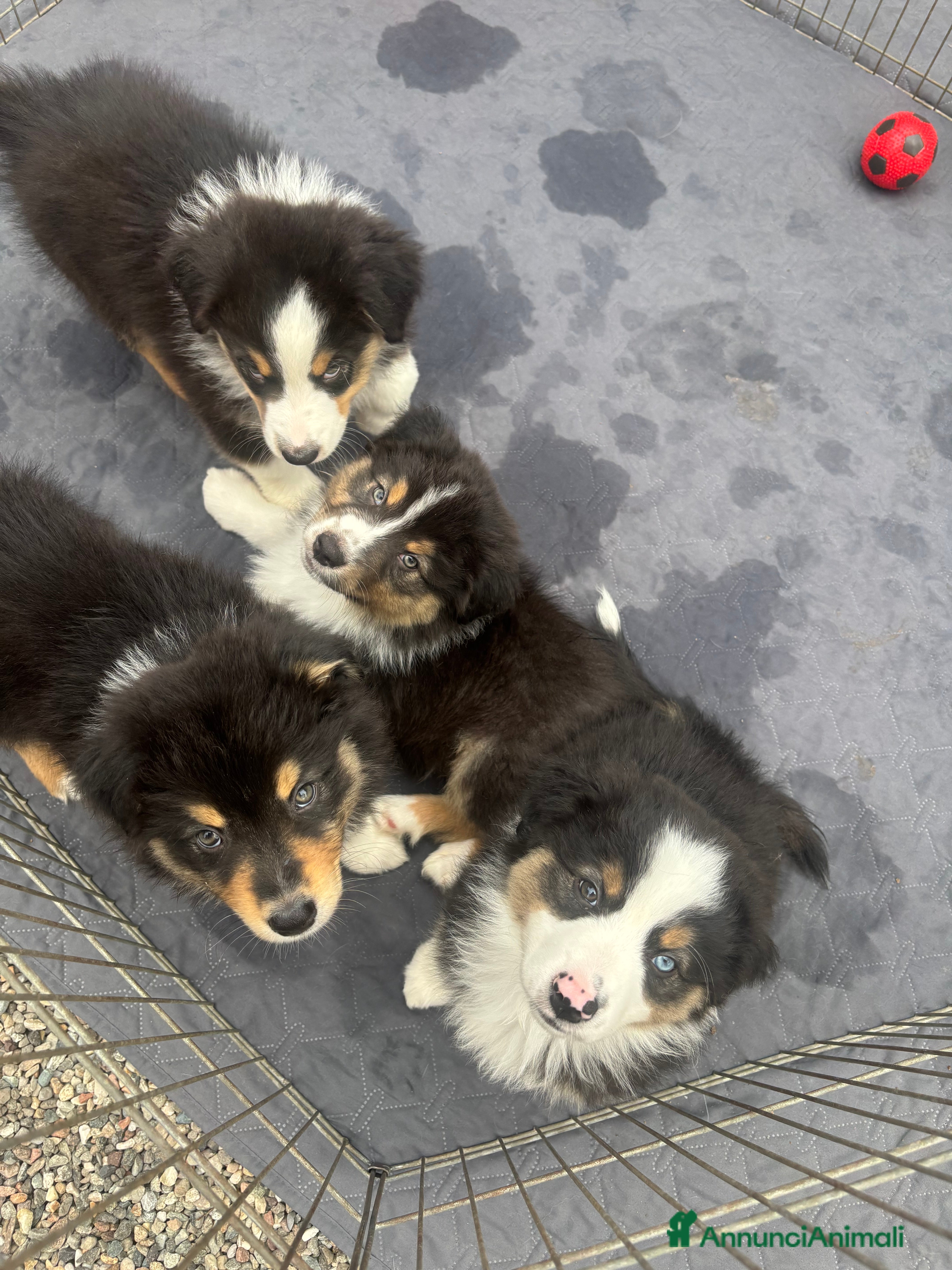 Australian Shepherd cani Cuccioli di pastore australiano  - Annuncio 7