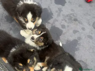 Australian Shepherd cani Cuccioli di pastore australiano - Annuncio 2