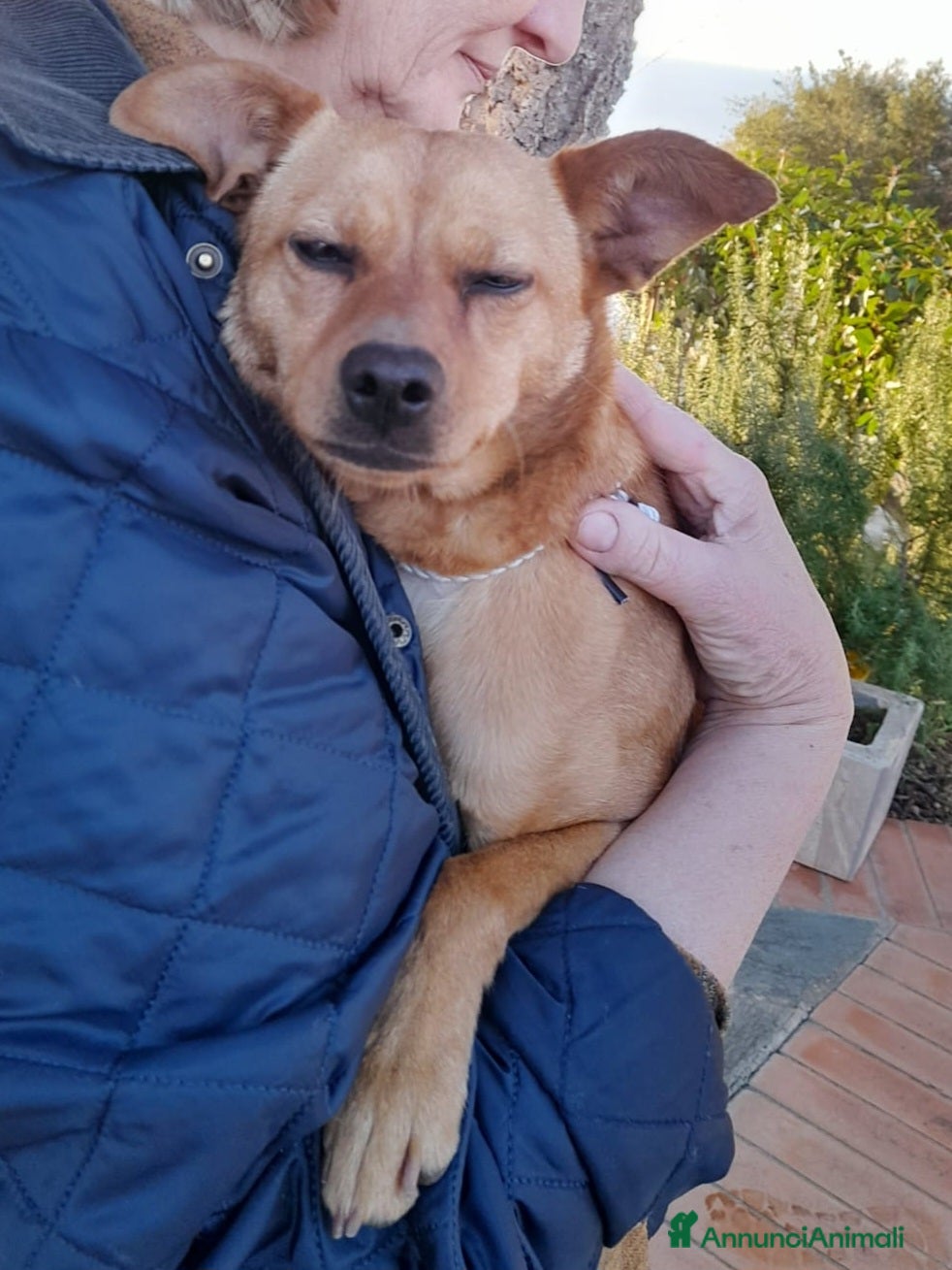 Meticcio cani LOLA TAGLIA PICCOLA  - Annuncio 2