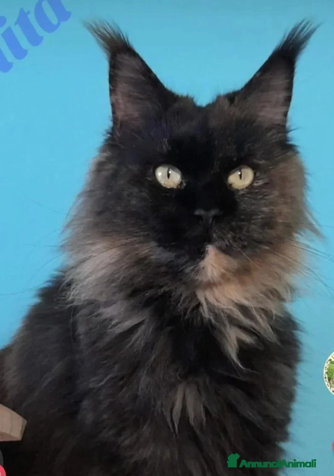 Maine Coon gatti in vendita: torna disponibile maine coon cucciolo  - Annuncio 1