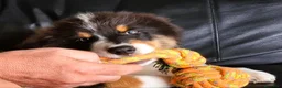 Australian Shepherd cani in vendita: cucciolo di Pastore Australiano - Annuncio 7