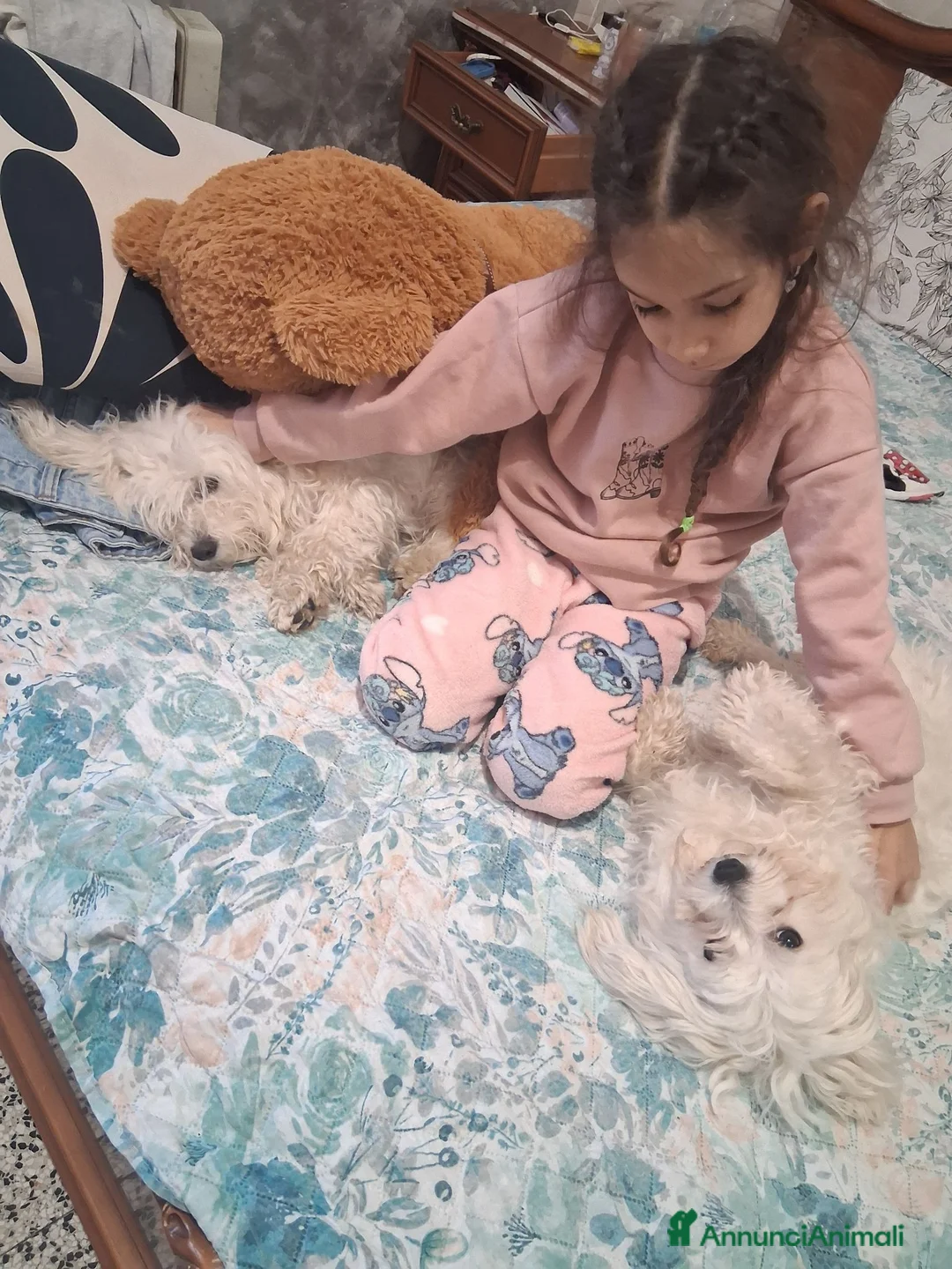 Maltese cani in vendita: Maltesi  a Città metropolitana di Milano - Annuncio 4