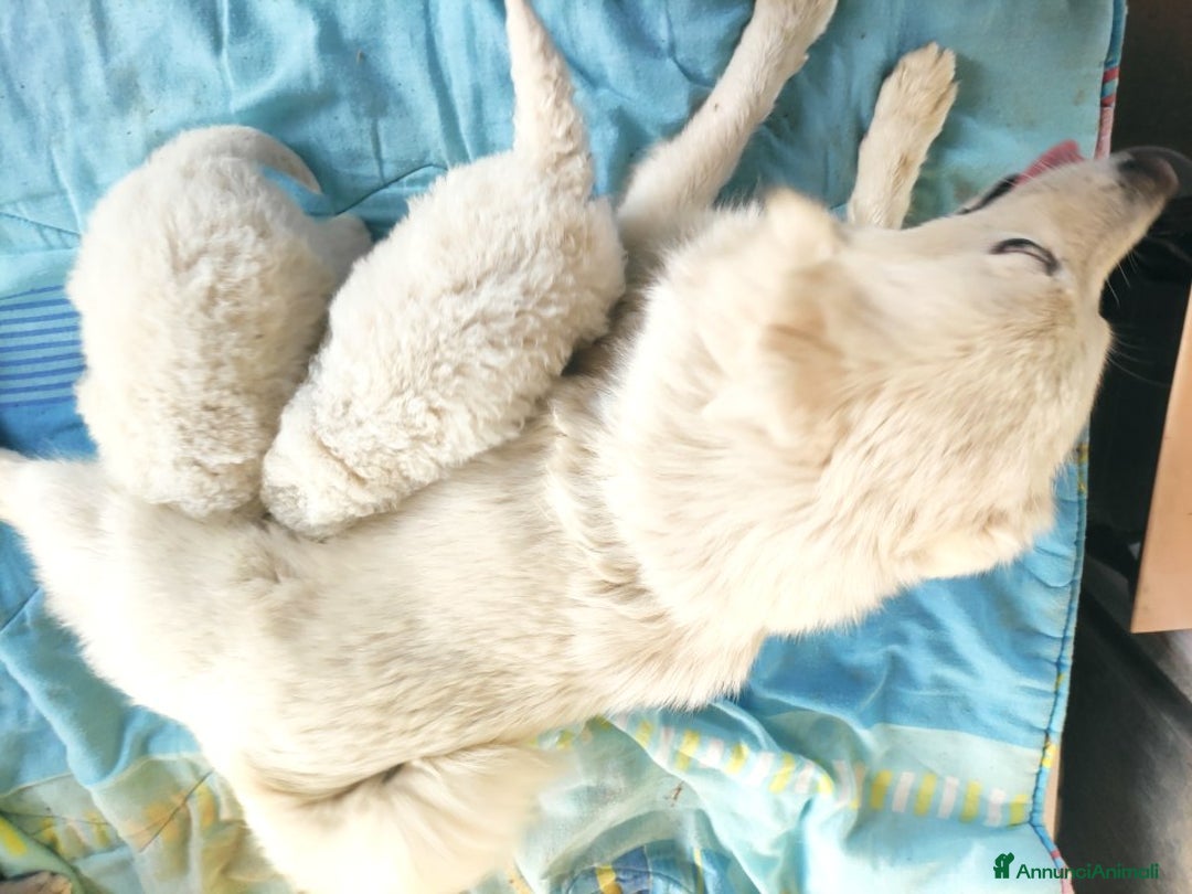 Volpino Italiano cani in vendita: Volpino italiano  - Annuncio 2