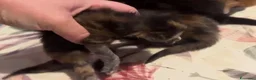 Maine Coon gatti in vendita: Cuccioli di maine coon - Annuncio 7