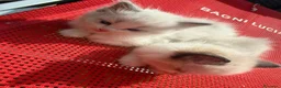 Ragdoll gatti in vendita: Gattini Ragdoll - Annuncio 3
