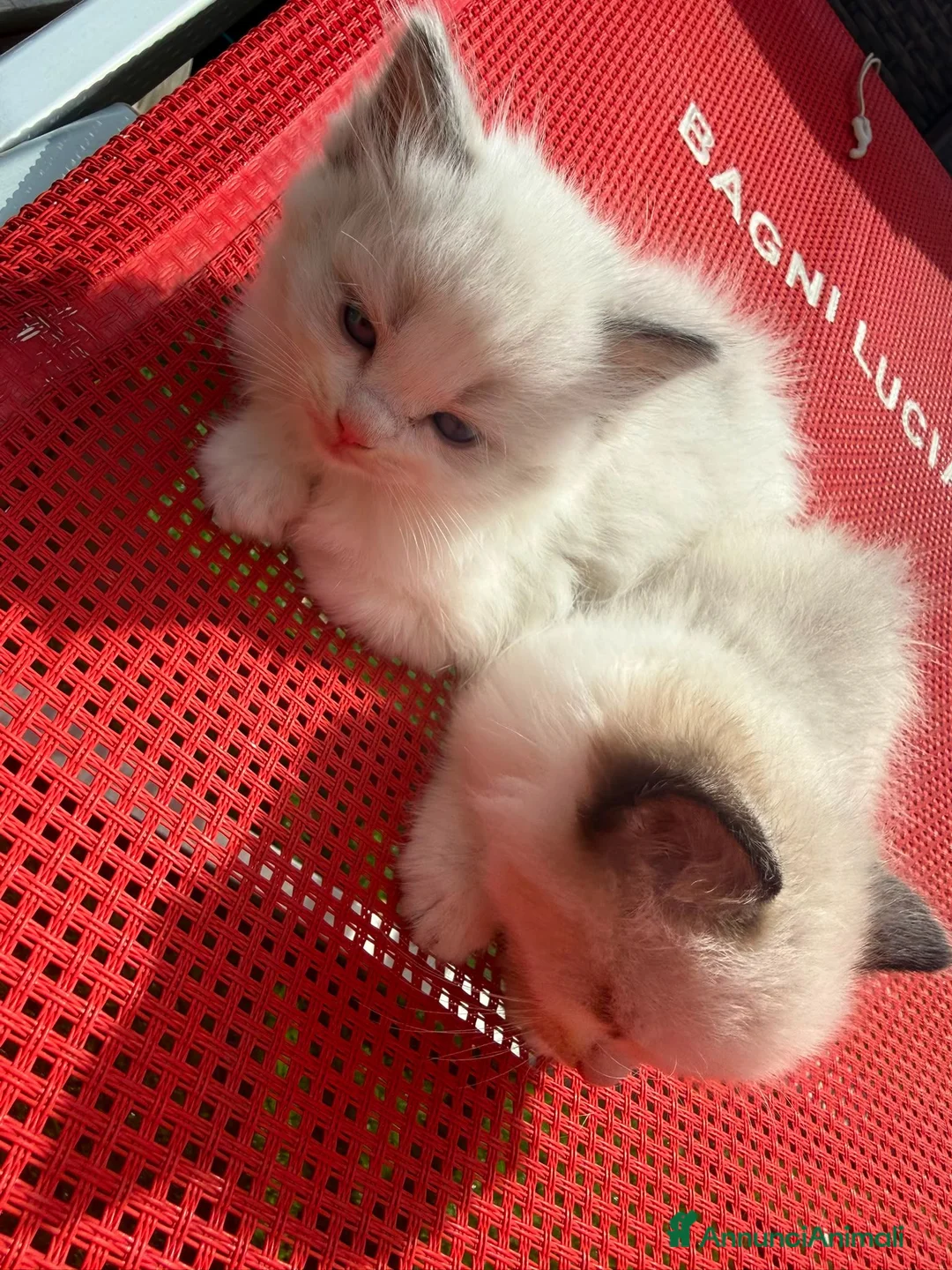 Ragdoll gatti in vendita: Gattini Ragdoll - Annuncio 3