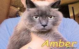 Siamese gatti in regalo: AMBER a Città metropolitana di Roma Capitale - Immagine 3