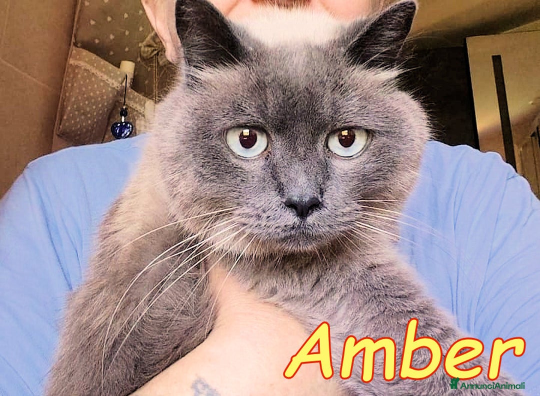 Siamese gatti in regalo: AMBER a Città metropolitana di Roma Capitale - Immagine 3