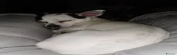 Chihuahua cani per accoppiamento: Cerco maschietto Chihuahua per Angel a Provincia di Latina - Annuncio 8