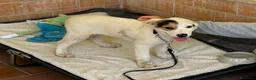 Meticcio cani in regalo: Sem, taglia media! (25kg) - Annuncio 2