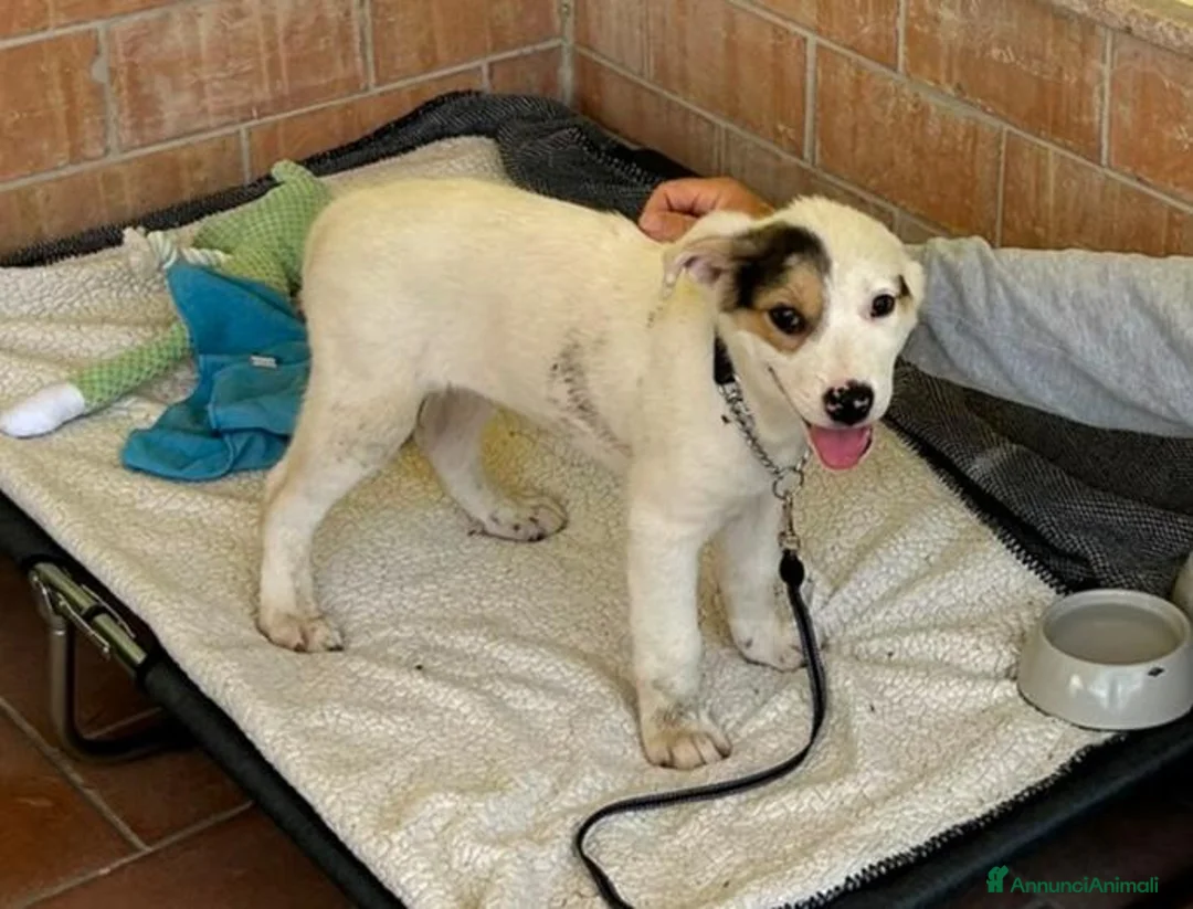 Meticcio cani in regalo: Sem, taglia media! (25kg) - Annuncio 2