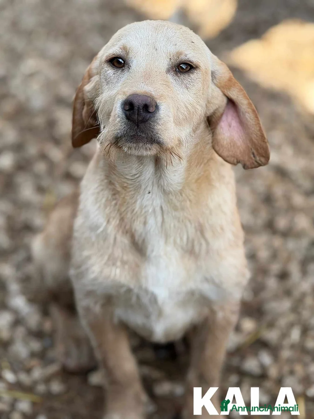 Labrador cani in regalo: KIRA e KALA, cucciolone mix LABRADOR! Dolcissime - Annuncio 1