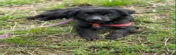 Meticcio cani in regalo: MONICA, coccolona in nero! TG PICCOLA - Annuncio 3