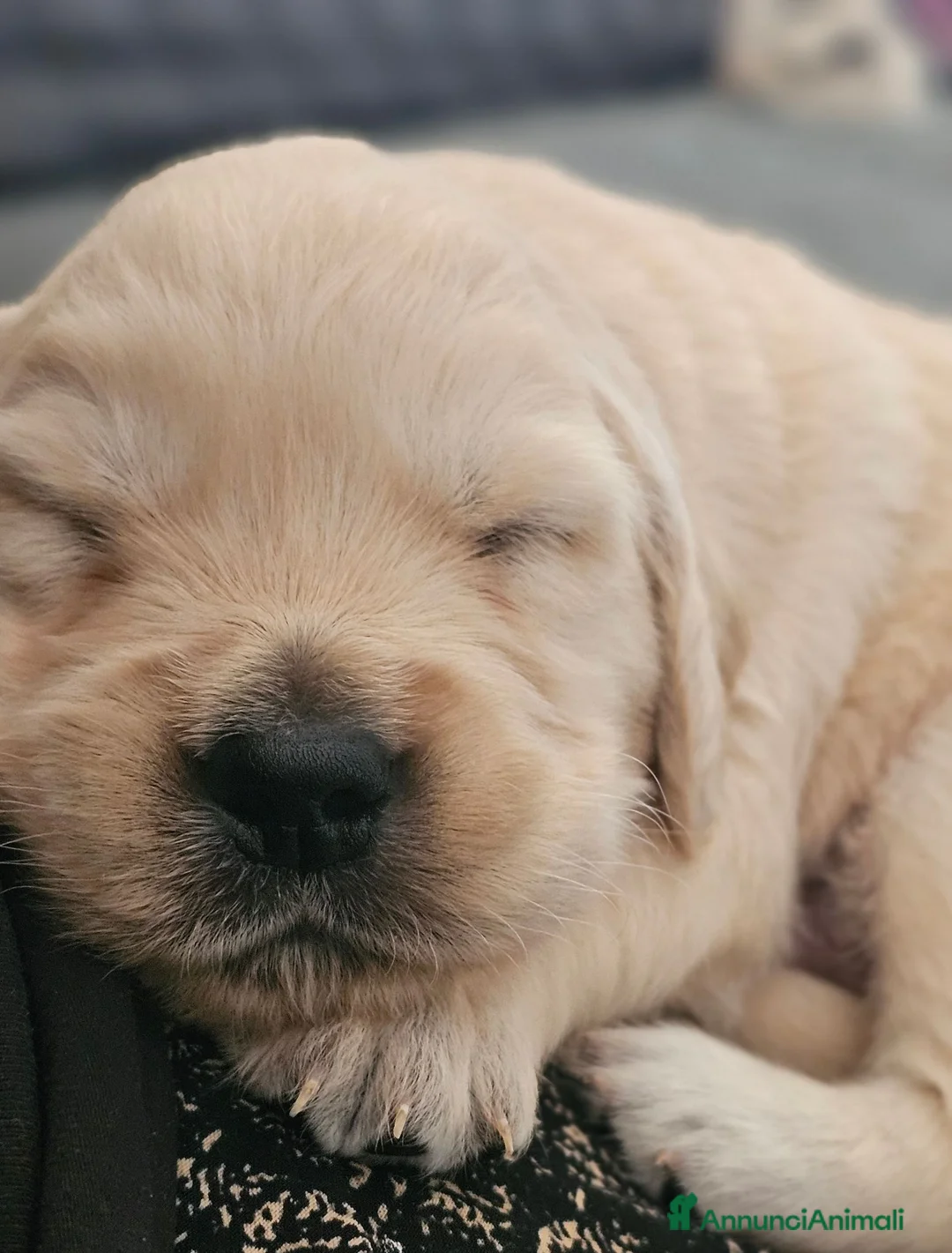 Golden Retriever cani in vendita: SPLENDIDI CUCCIOLI GOLDEN RETRIEVER  - Annuncio 13