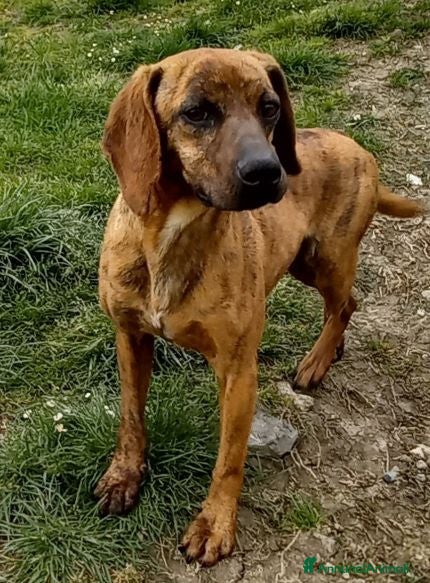 Segugio Maremmano cani YUK pronto per l'adozione - Annuncio 6