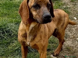 Segugio Maremmano cani YUK pronto per l'adozione - Annuncio 6