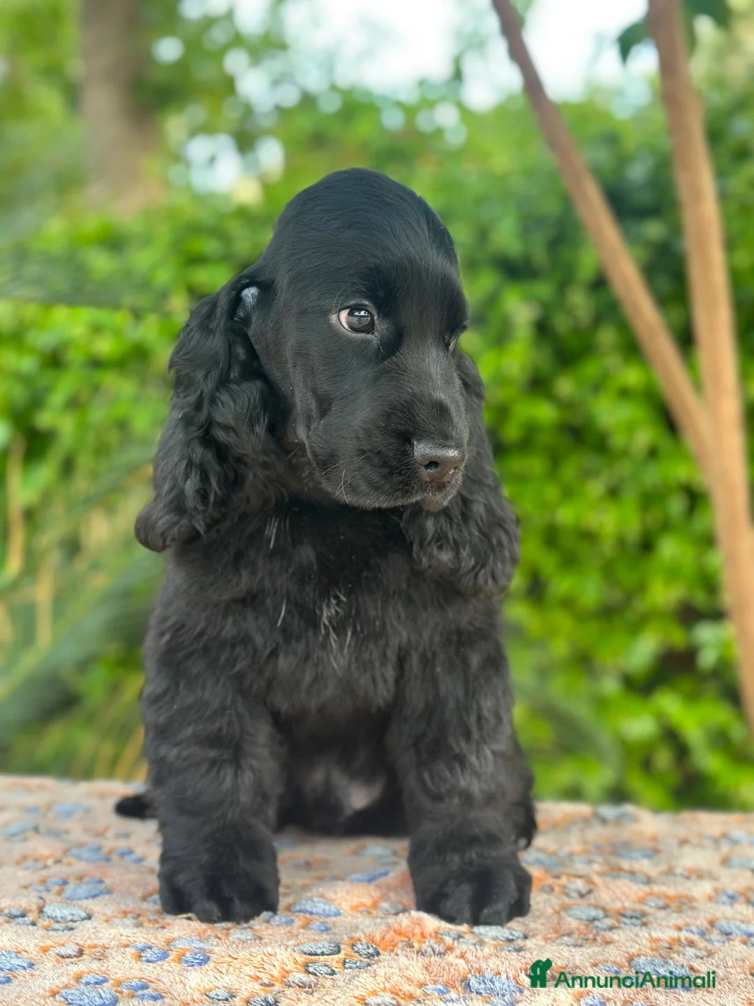 Cocker cani in vendita: Cocker spaniel inglese  - Annuncio 2