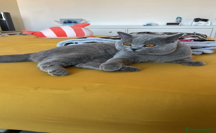 British gatti a Città metropolitana di Palermo - Annuncio 4