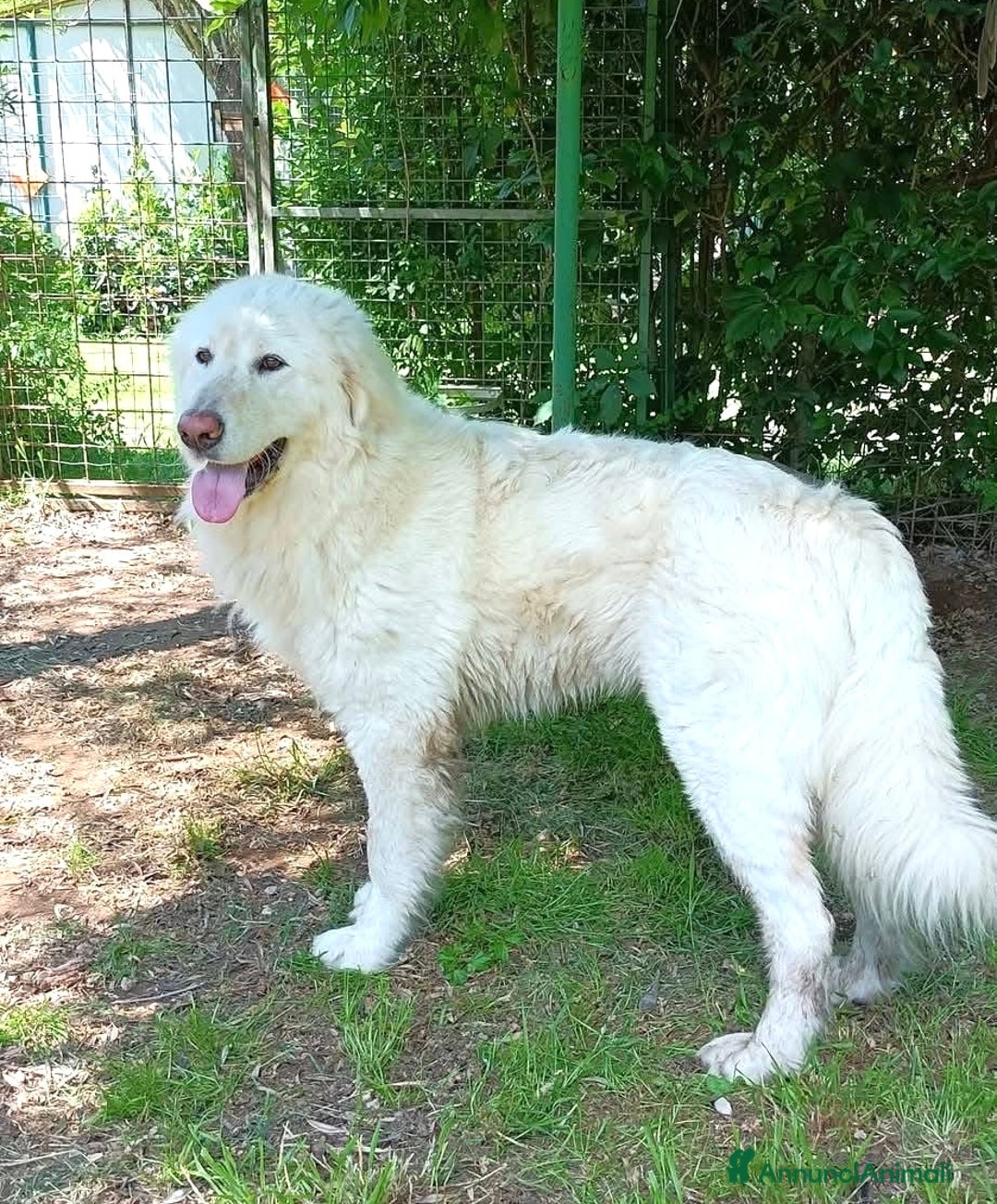 Pastore Maremmano cani in regalo: Leone buonissimo 3 anni  - Annuncio 3