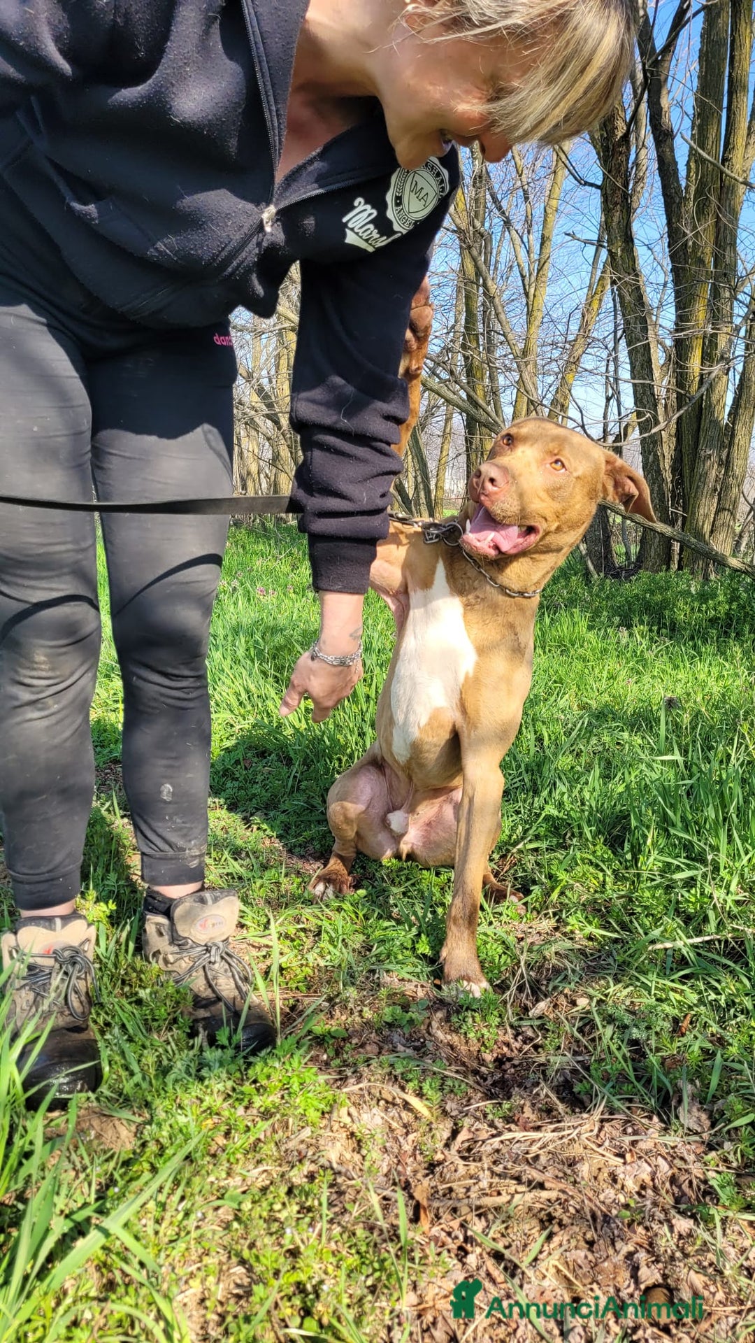 Pitbull cani in regalo: Splendido pitbull Red Nose - ZORO a Città metropolitana di Milano - Annuncio 3