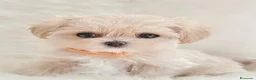 Maltipoo cani in vendita: Adorabili cuccioli Maltipoo F1 a Città metropolitana di Milano - Annuncio 8