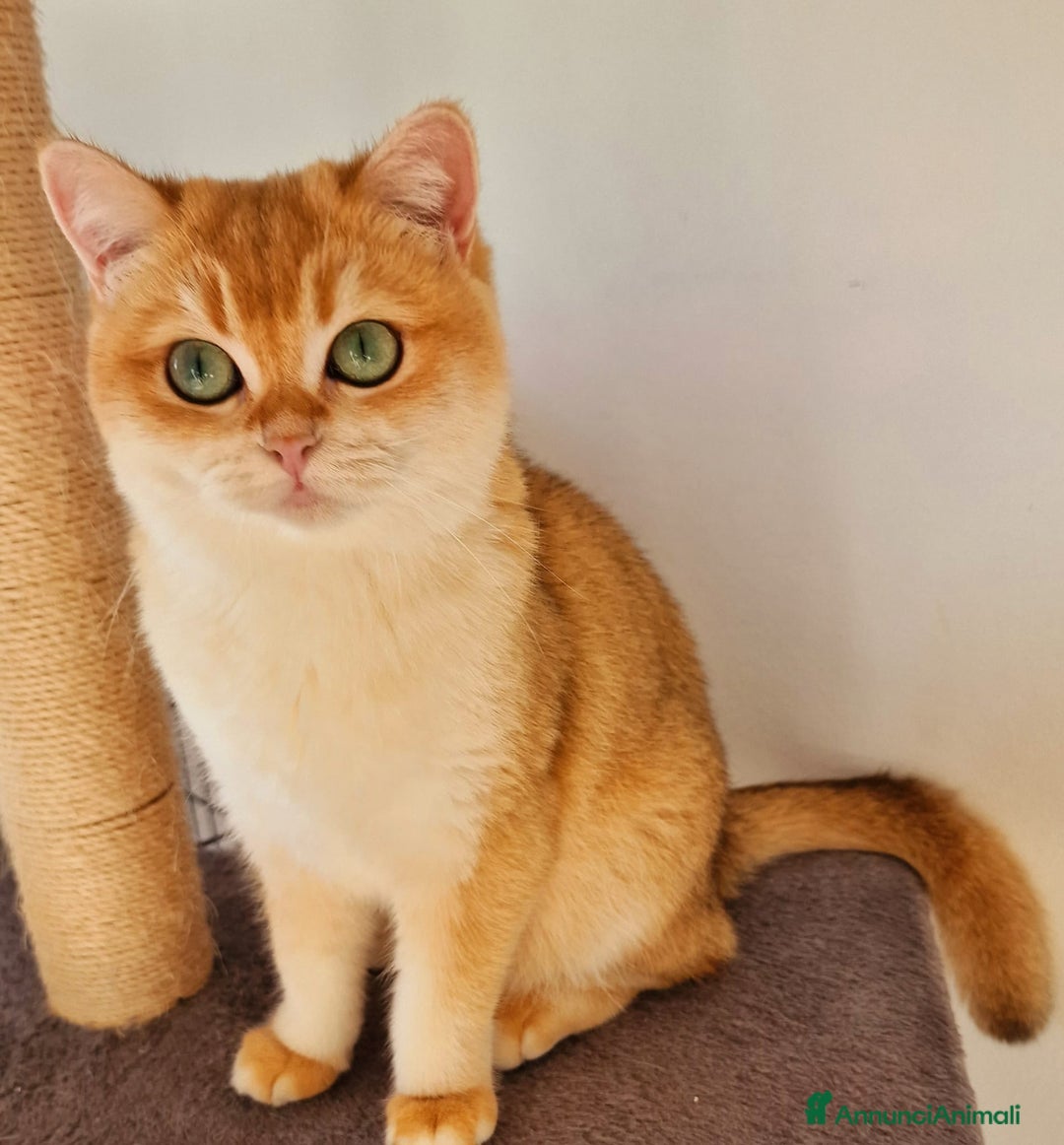 Scottish gatti in vendita: ATTENZIONE SCOTTISH DA RIPRODUZIONE  a Provincia di Pavia - Immagine 9