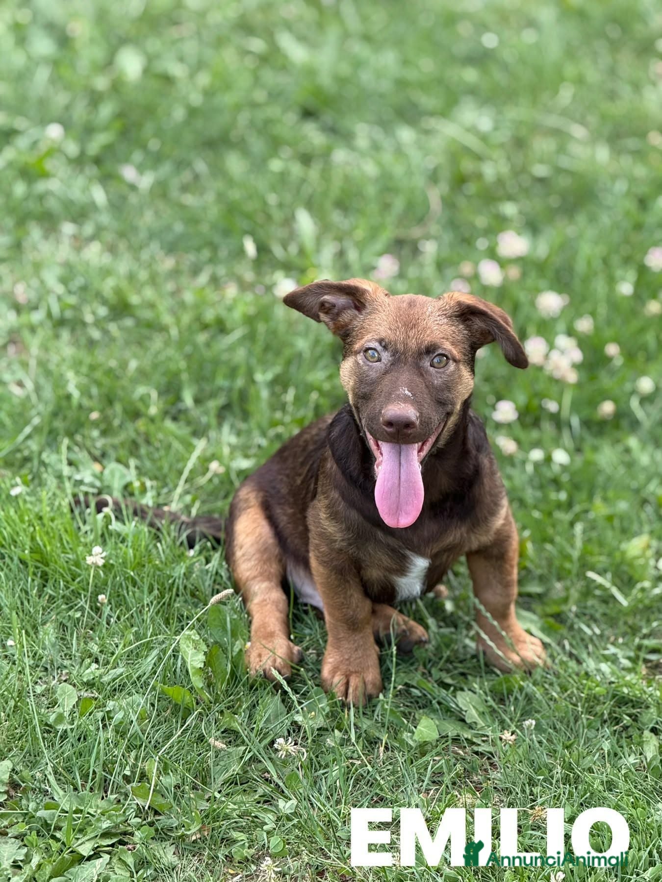 Meticcio cani EMILIO, cucciolo dagli occhi chiari!  - Annuncio 14