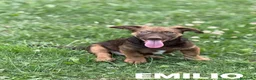 Meticcio cani in regalo: EMILIO, cucciolo dagli occhi chiari!  - Annuncio 1