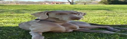 Weimaraner cani in vendita: Cucciolata di 6 weimaraner  - Annuncio 8