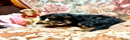 Yorkshire cani in vendita: Ultimo cucciolo di Yorkshire  - Annuncio 3