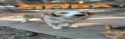 Meticcio cani in regalo: Simba aspetta te....per non vivere in canile - Annuncio 6