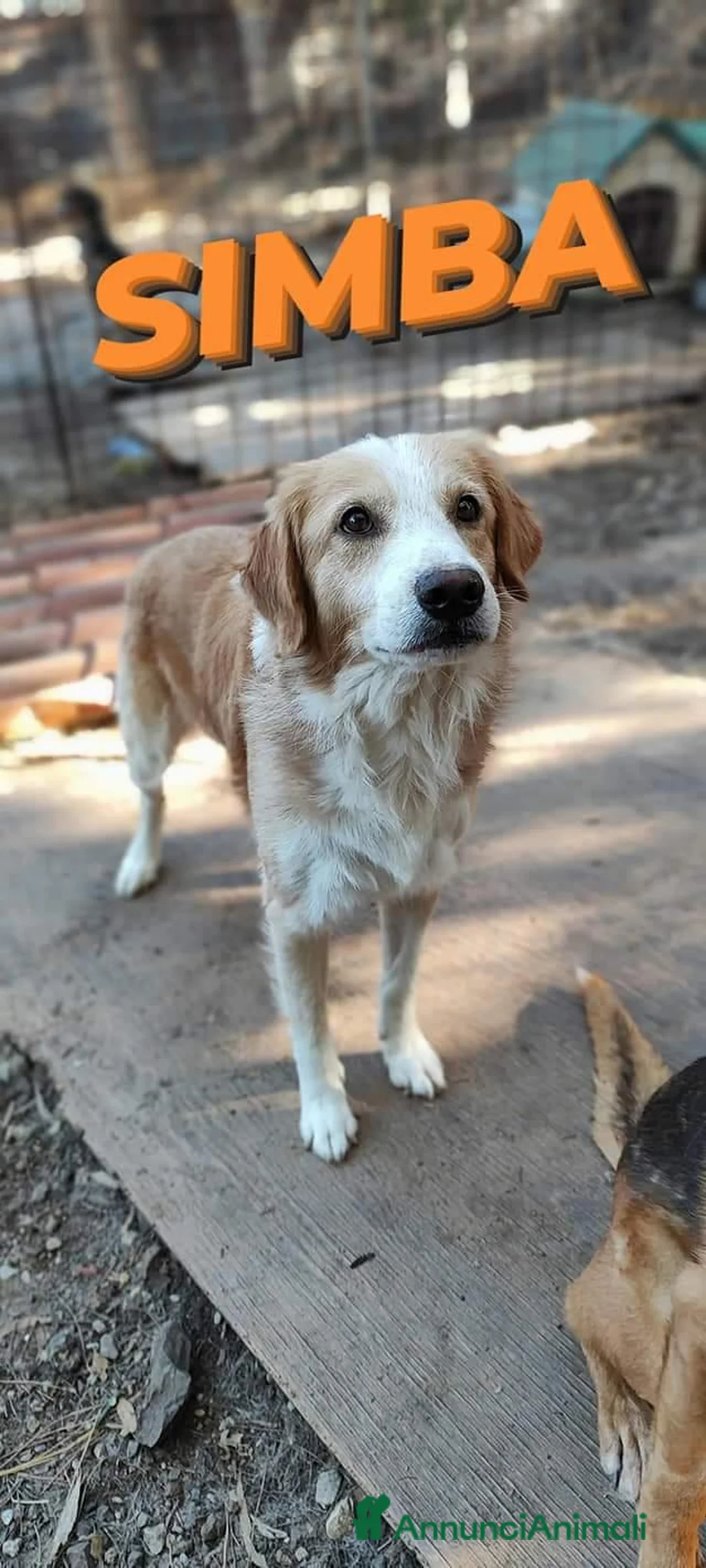 Meticcio cani in regalo: Simba aspetta te....per non vivere in canile - Annuncio 6