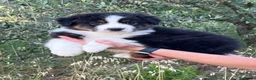 Australian Shepherd cani in vendita: Cuccioli di Pastore Australiano  a Provincia di Forlì-Cesena - Annuncio 3