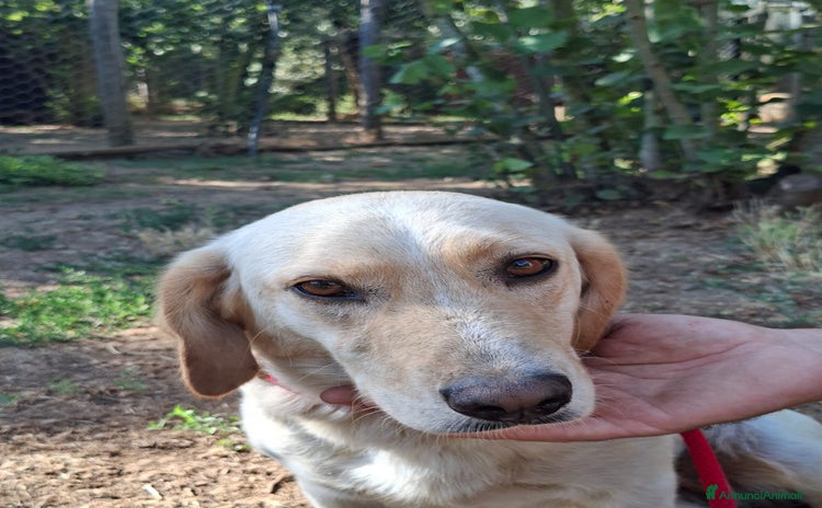 Meticcio cani a Città metropolitana di Roma Capitale - Annuncio 9