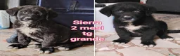 Meticcio cani in regalo: CUCCIOLI IN CERCA D'AMORE  a Provincia di Prato - Annuncio 4