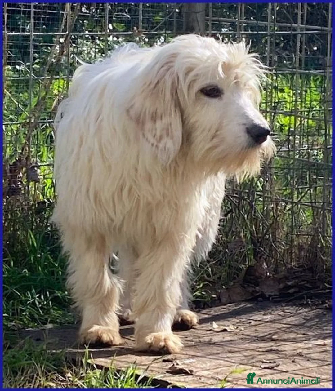 Meticcio cani in regalo: PEGGIO tg media un po' timoroso - Annuncio 2