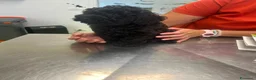 Barboncino cani in vendita: Barboncino nano nero  - Annuncio 2
