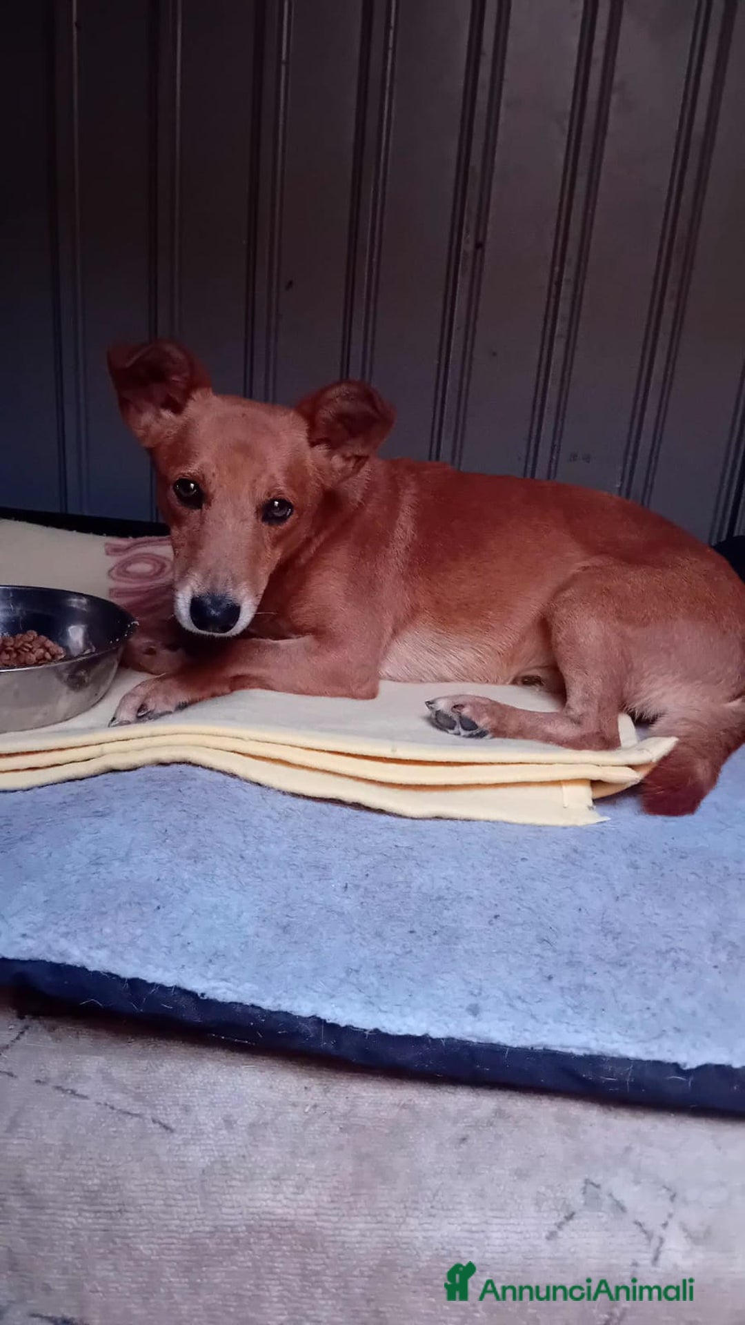 Altre razze cani in regalo: ugo 4 aNNI - Annuncio 5