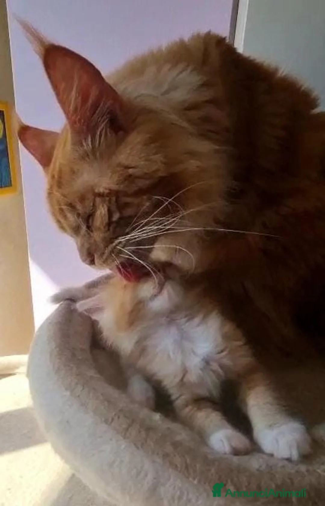 Maine Coon gatti in vendita: Mainecoon pedigree ANFI  a Città metropolitana di Roma Capitale - Annuncio 1