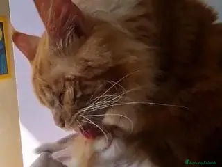 Maine Coon gatti Mainecoon pedigree ANFI a Città metropolitana di Roma Capitale - Annuncio 7