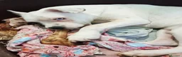 Meticcio cani in regalo: UNA MAMMA PER ICE a Provincia di Varese - Annuncio 2