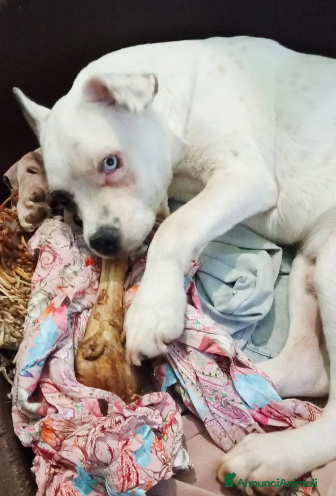 Meticcio cani in regalo: UNA MAMMA PER ICE a Provincia di Varese - Annuncio 2