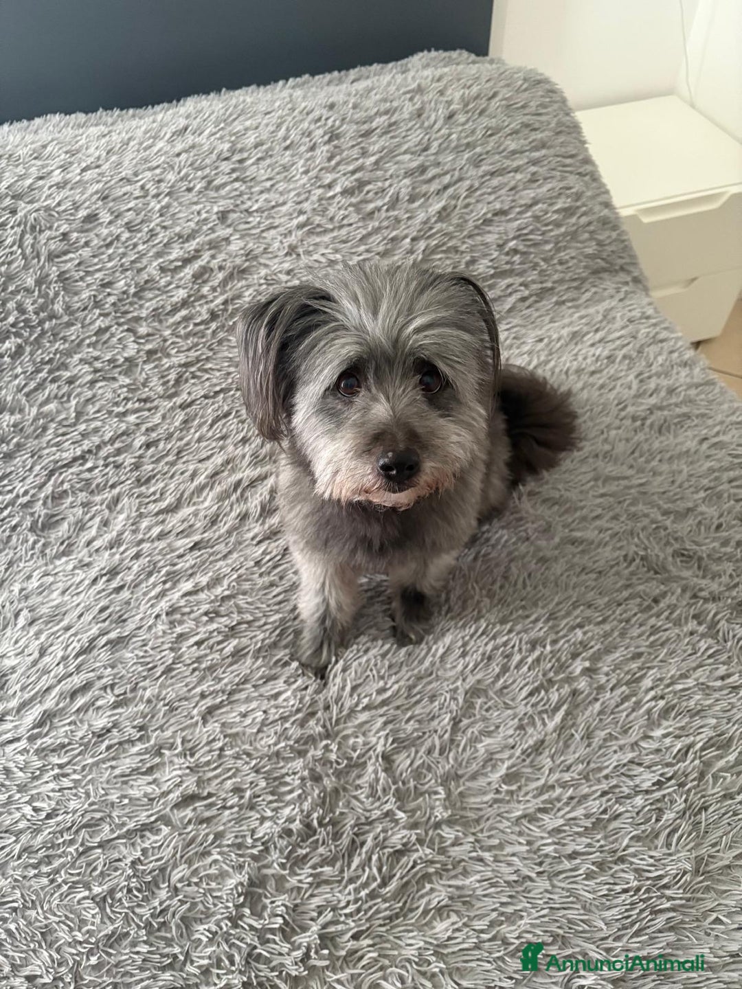 Meticcio cani per accoppiamento: cerco cane femmina per accoppiare  - Annuncio 6