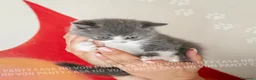 British gatti in vendita: Cuccioli British Shorthair con Pedigree - Annuncio 21